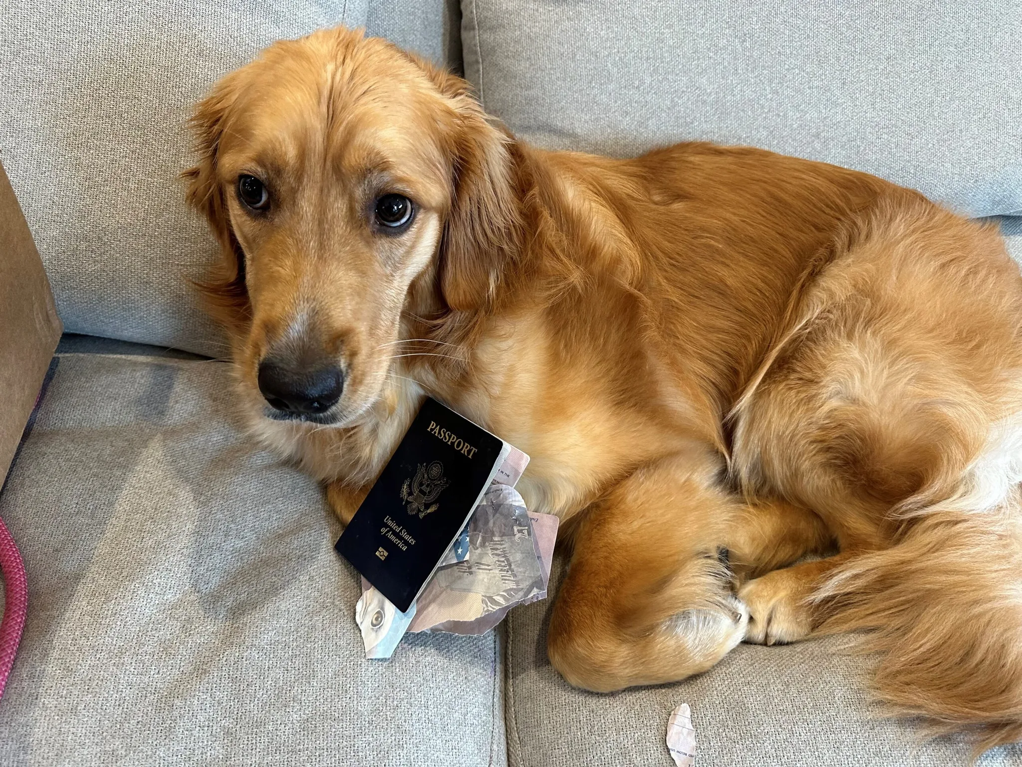 Dog chews groom’s passport days before destination wedding